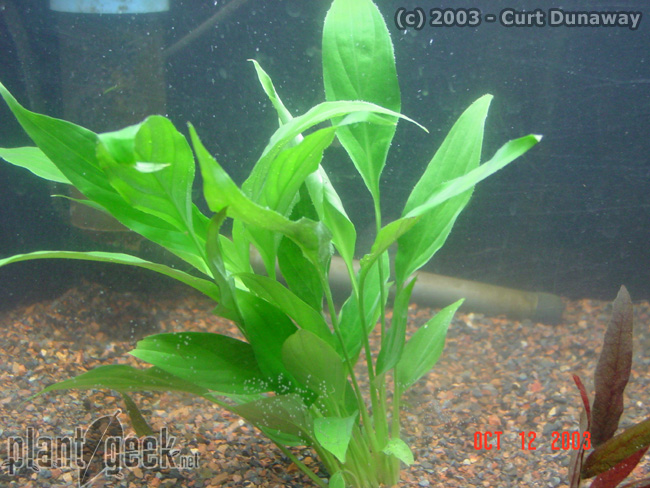 اسپاتی فیلوم آبزی